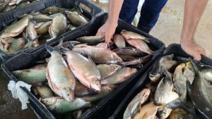 Plan Coporo en Mérida cosechó más de 500 kilogramos de la especie