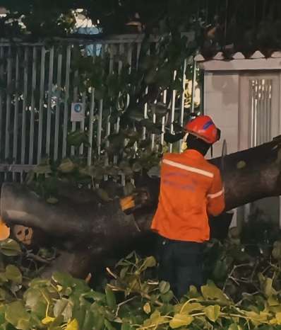 Onda tropical 34 tumbó árboles en Caracas y Miranda