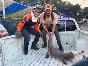 Sismos ocasionan la migración de la fauna
