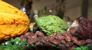 Táchira se proyecta como potencia cacaotera