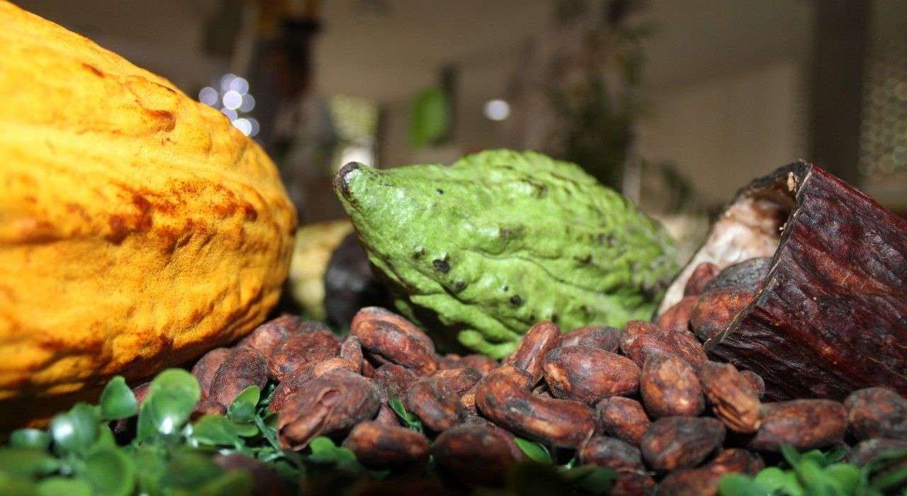 Táchira se proyecta como potencia cacaotera
